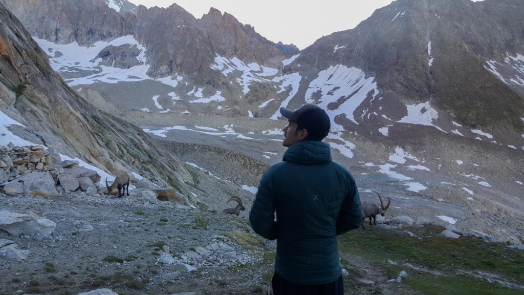 steinbock ibex swiss alps