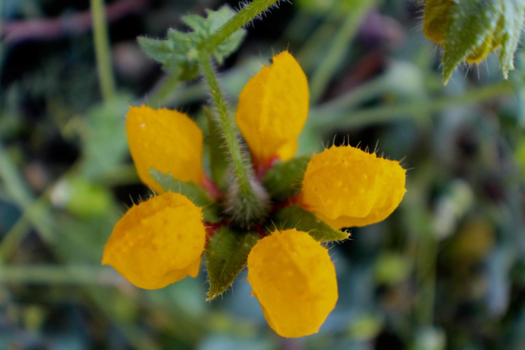 Ortiga - Flora norte de chile