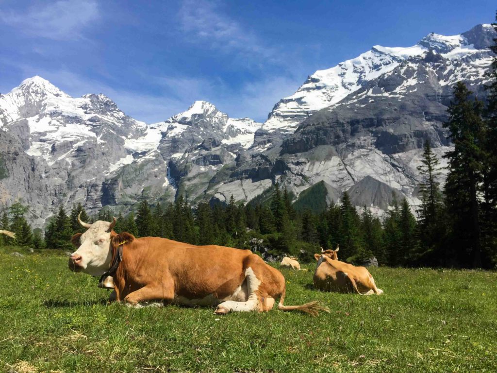 alpes suizos - vacas suizas