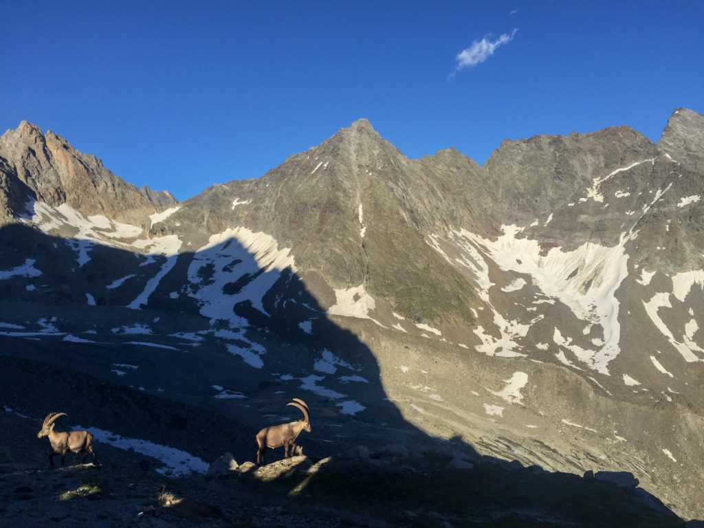 steinbock swiss alps